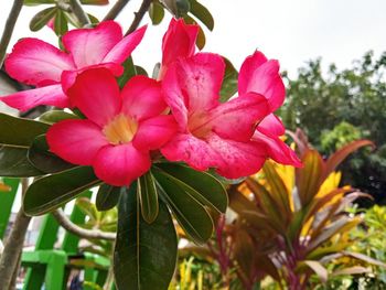 Close-up of pink flowering plant