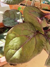 High angle view of fresh green leaves in water