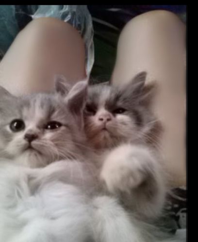 domestic cat, pets, domestic animals, feline, indoors, animal themes, sitting, looking at camera, kitten, portrait, persian cat, one animal, day, no people, mammal, close-up