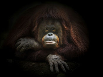 Close-up of portrait of orangutan