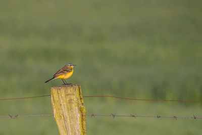 Bird perching on wooden post