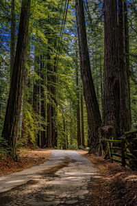 Road amidst trees in forest