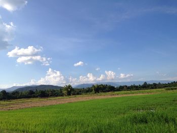 Scenic view of agricultural field against sky