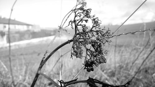 Close-up of plant against blurred background