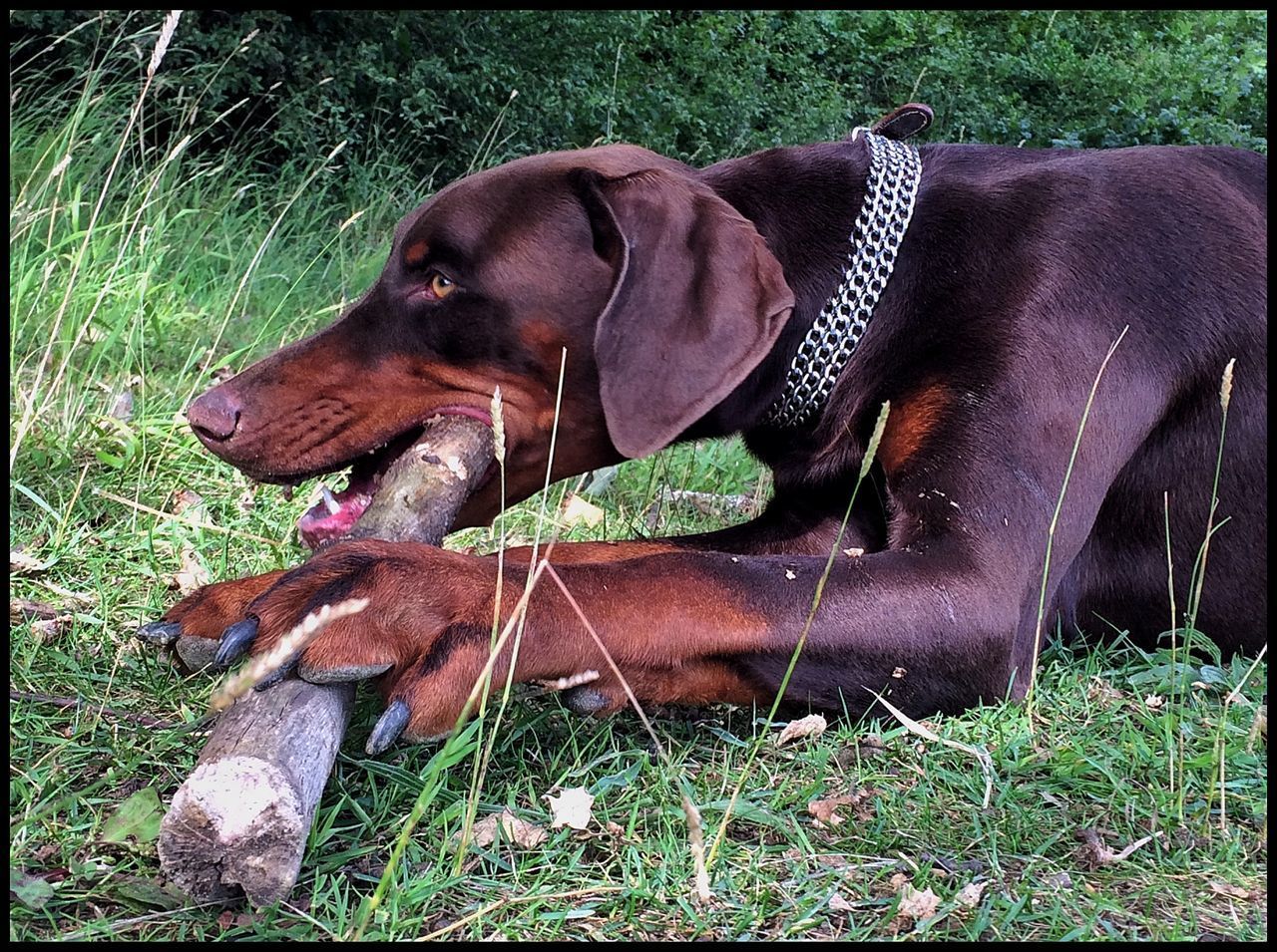 CLOSE-UP OF DOG LYING ON FIELD