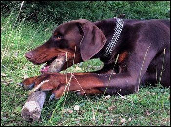 Close-up of dog relaxing on field