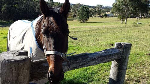 Horse standing on field