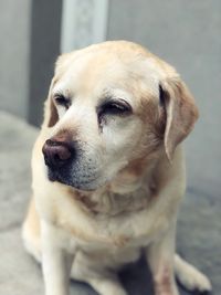 Close-up of a dog looking away