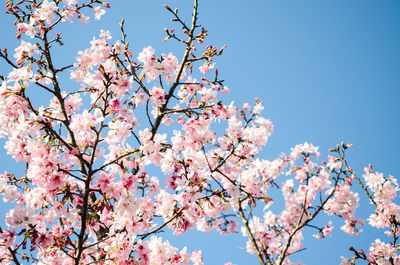 Low angle view of cherry blossoms against sky