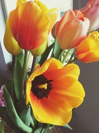 Close-up of tulips blooming outdoors