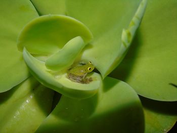 High angle view of green plant