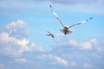 Low angle view of seagull flying