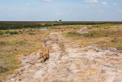 Lion cubs walking on a field