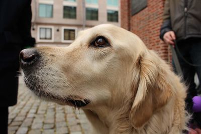 Close-up of dog looking away