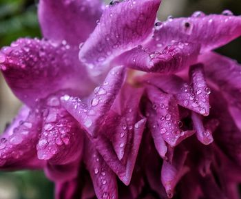 Close-up of water drops on purple flower