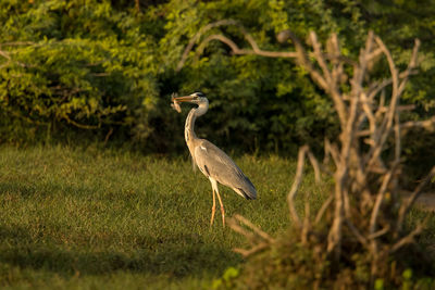 Heron perching on grassy land