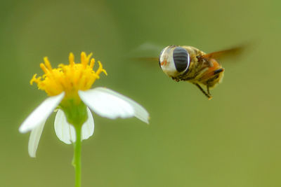 Close-up of insect on yellow flower