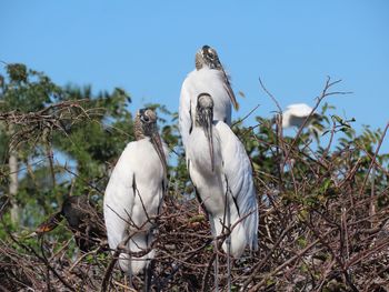 Wood storks perching on a treetop 