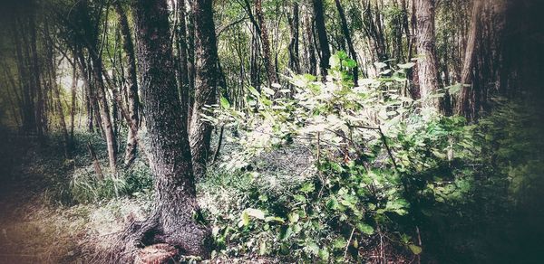 Trees growing in forest