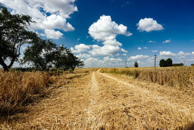 Scenic view of agricultural field against sky