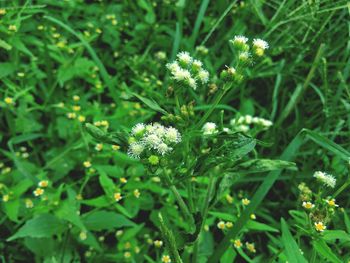 Close-up of flowers