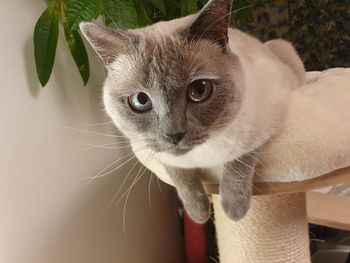 Close-up portrait of a cat