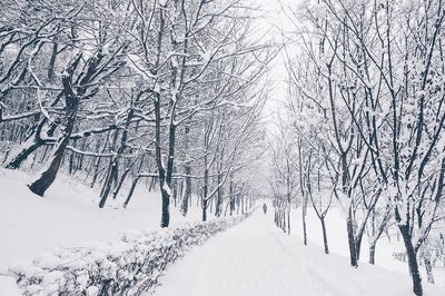 Snow covered footpath amidst bare trees