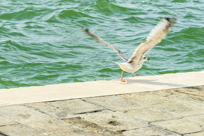 High angle view of bird on lake