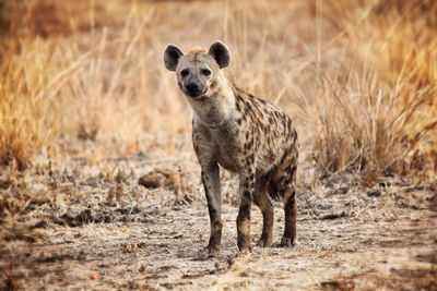 Portrait of lion standing on land