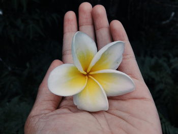 Close-up of hand holding flower outdoors