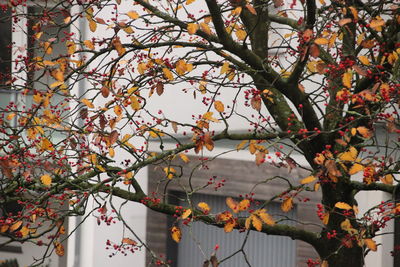 Low angle view of cherry blossom tree during autumn