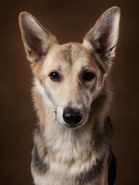 Close-up portrait of dog