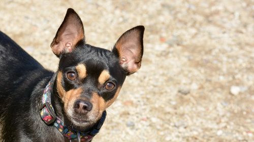 Close-up portrait of a dog