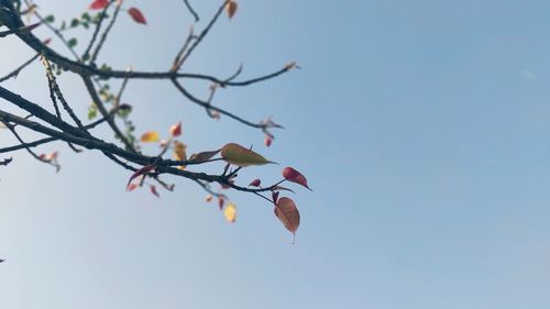 Low angle view of flowering plant against clear sky