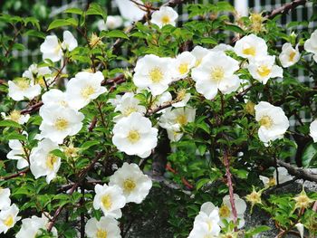 White flowers blooming on plant