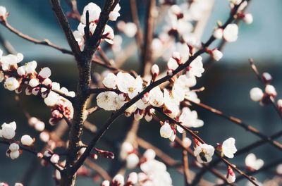 Close-up of cherry blossoms in spring