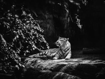 View of cat relaxing on rock