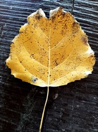 High angle view of dry leaf on table