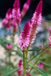 Close-up of pink flowering plant