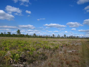 Scenic view of field against sky