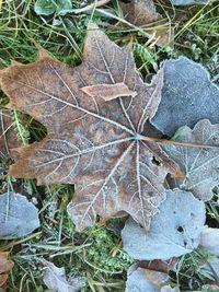 High angle view of maple leaf