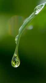 Close-up of water drop on plant