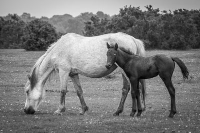 Side view of horse grazing with foal on field