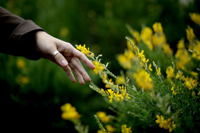Person hand holding yellow flowering plant