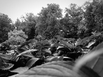 Panoramic view of plants and trees
