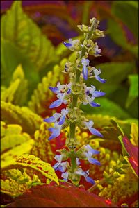 Close-up of purple flowers blooming outdoors