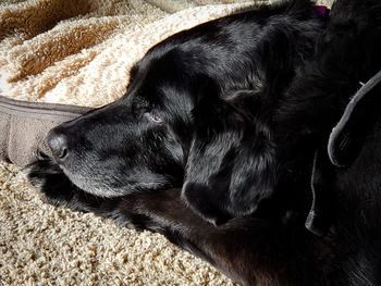 High angle view of dog sleeping on rug