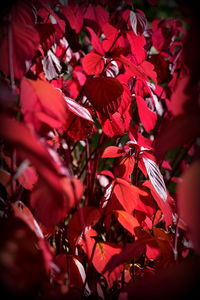 Close-up of red flowers