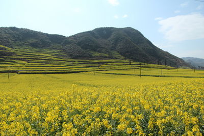 Scenic view of oilseed rape field against sky