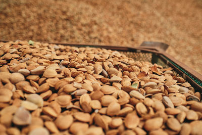 Closeup of heap of fresh grain seeds stored in container in warehouse at factory